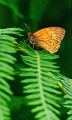 faune_37
