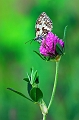 faune_45