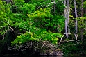 Arbre01_05_11n02
