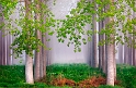Arbre16_04_11n01