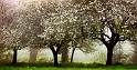 Arbre16_04_11n06