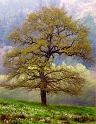 Arbre16_04_11n09