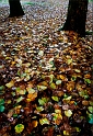 arbre02