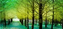 arbre03_04_11n03
