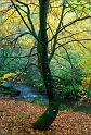 arbre07_11_08n07