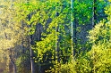 arbre08_04_11n01