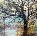 arbre08_04_11n02