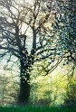 arbre08_04_11n03