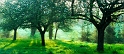 arbre08_04_11n04