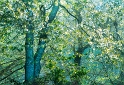 arbre08_04_11n05