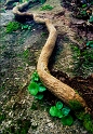 arbre09
