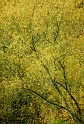 arbre09_11_08n01