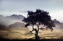 arbre10_08_2011n01