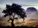 arbre10_08_2011n02