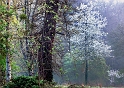 arbre11_04_11n01