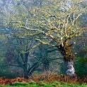 arbre11_04_11n02