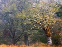 arbre11_04_11n03