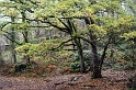 arbre12_11_11n01