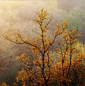 arbre13_0510n04