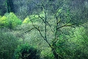 arbre14_04_08n01