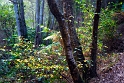 arbre16_10_11n02.nef