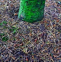 arbre19_06_11n02
