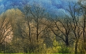 arbre24_04_10n01bis