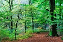 arbre26_10_08n05