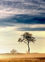 arbre27_12_11n01