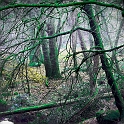 arbre29_01_11n03