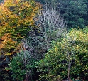 arbre31_10_08n01