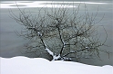 arbre_10_01_10n01