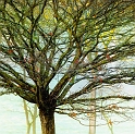 arbre_20_02_11n01
