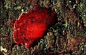 arbre_blesse