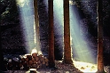 arbre_brume