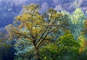 arbres13-05-10n03bis