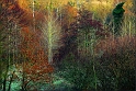 arbres_01