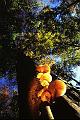 champignons_arbre