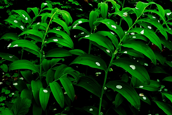 Flore_01_05_09n01.jpg - .