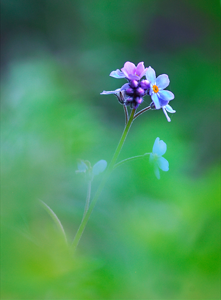 Flore_24_04_09n01.jpg - .
