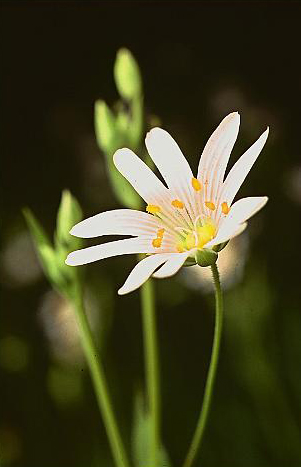 fleur.jpg