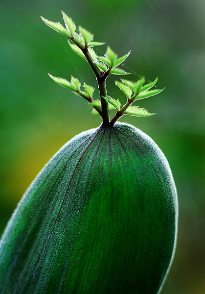 flore02_08_09n01.jpg - .