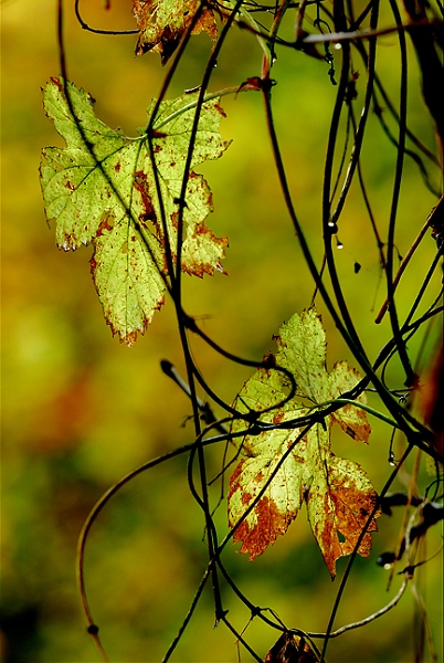 flore02_11_08n03.jpg