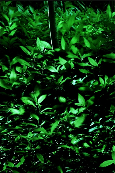 flore25_04_09n01.jpg - .
