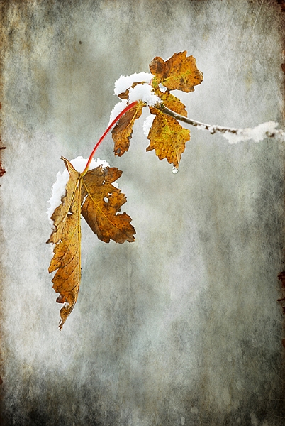 flore28_11_2010n04.jpg - .