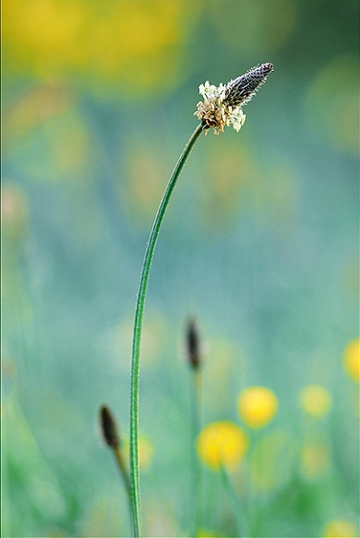 flore_05.jpg