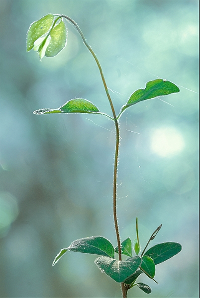 flore_06.jpg
