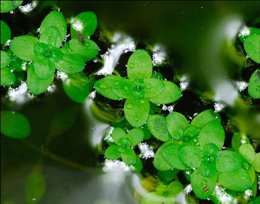 flore_07.jpg - .