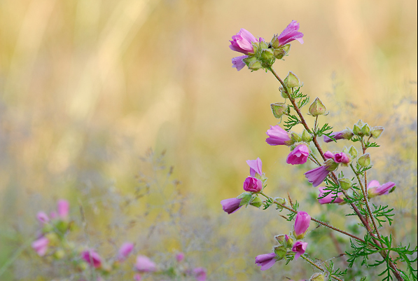 flore_20.jpg - .