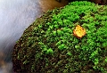 Flore05_08_09n01bis